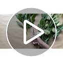 Precision Garden Trimming Scissors & Hand Pruner - Cream