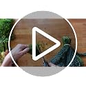 Kitchen Shears