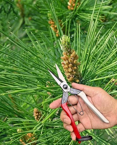 Double-Edge Garden Shears Micro-Tip Pruning Shears Extra Heavy Straight Garden Scissors Effortless Cuts Pruning Shears for Gardening Clippers for Plant Herb Flower Harvesting Fruits vegetables