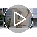 Pineapple Corer and Slicer with Measurement Marks – Stainless Steel Pineapple Cutter for Perfect Pineapple Rings & Effortless Cutting (Black)